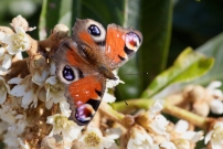 Le Paon du jour (Lpidoptre - Nymphalidae - Aglais io) CHE